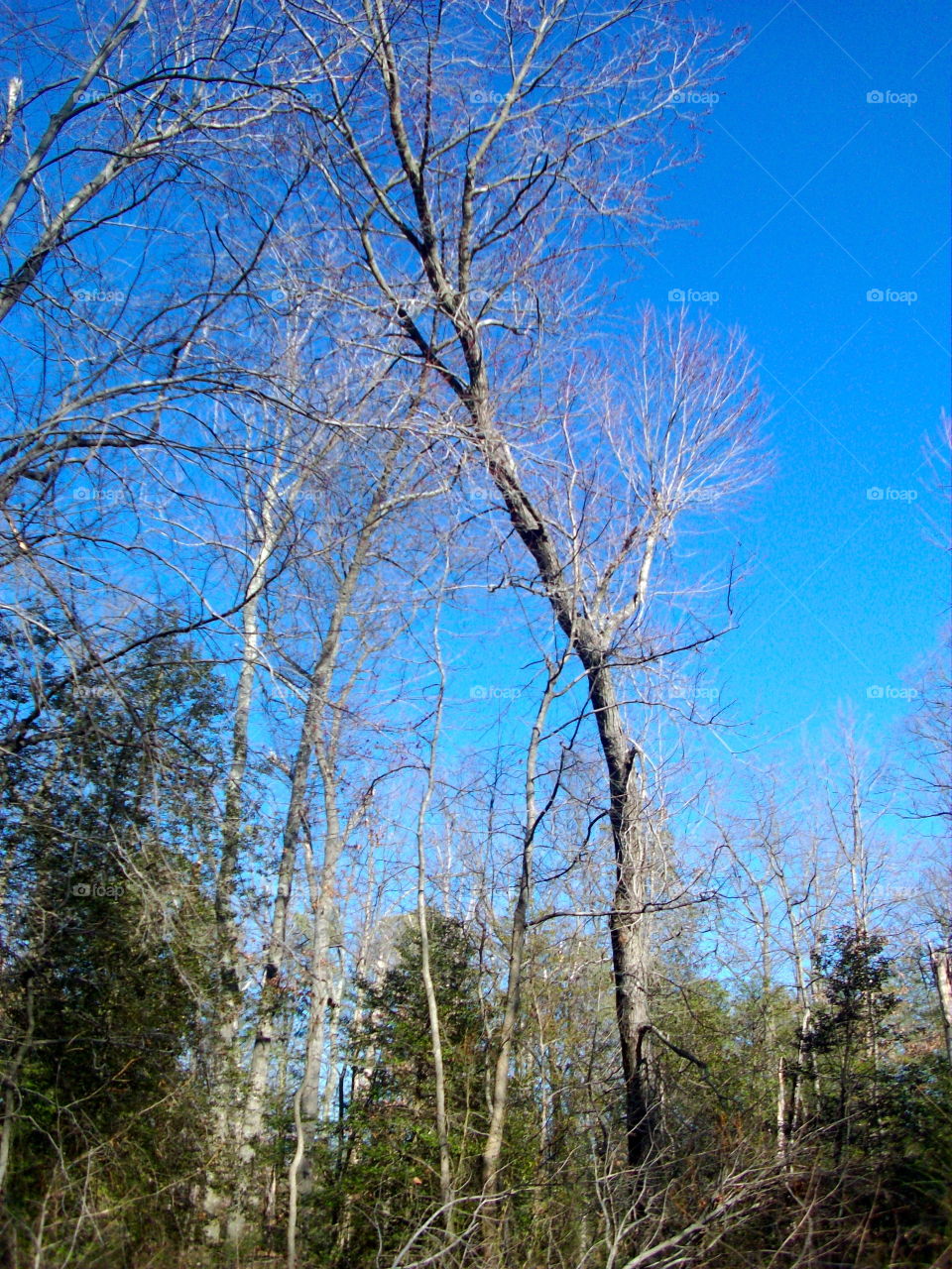 Tree, Wood, No Person, Nature, Landscape