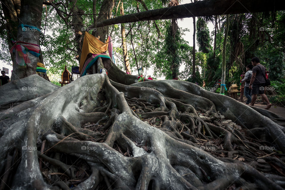 Root of the big banyan tree