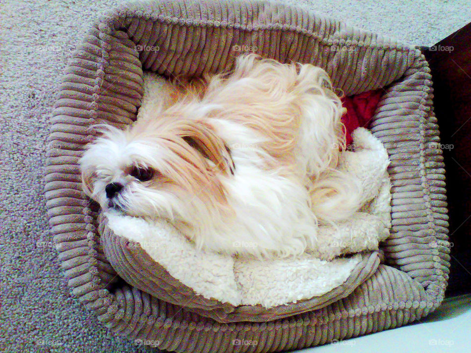 curled up in bed. cute puppy curls up in her bed