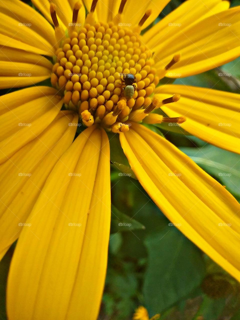 É quase perceptível seu perfume de mel.