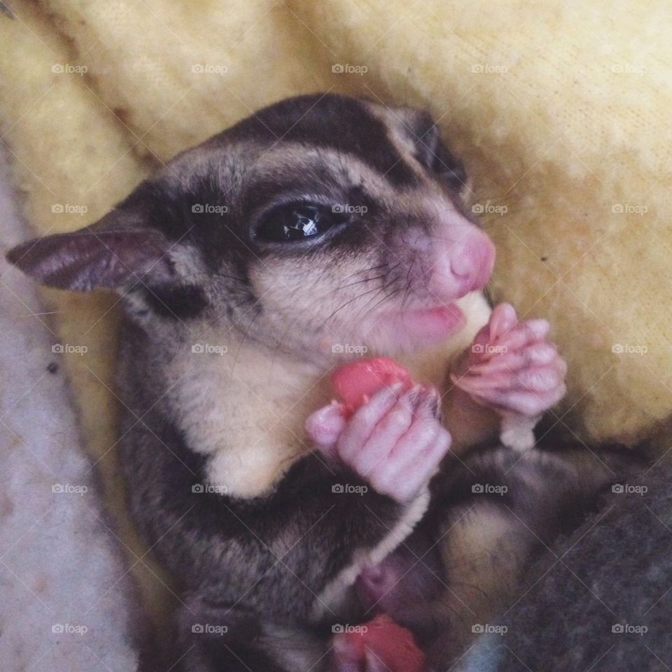 Sugar Glider Treats