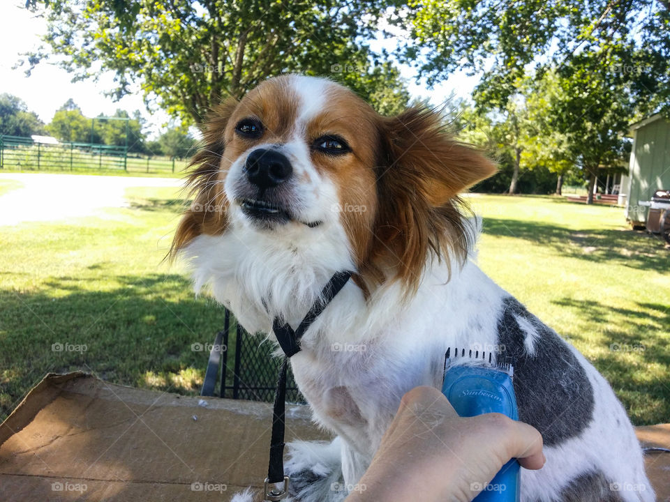 Grooming Day