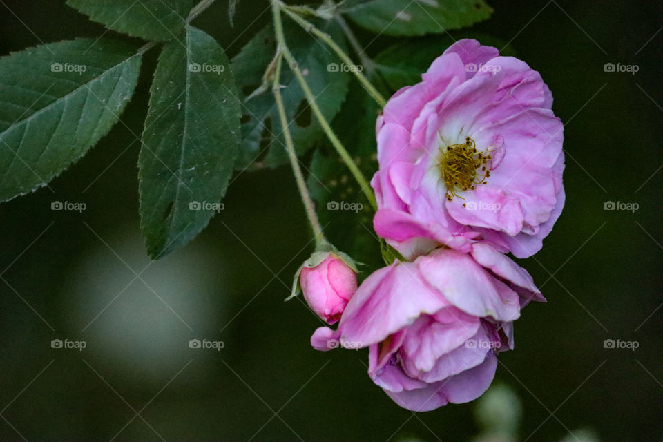 Don't kill flowers:))