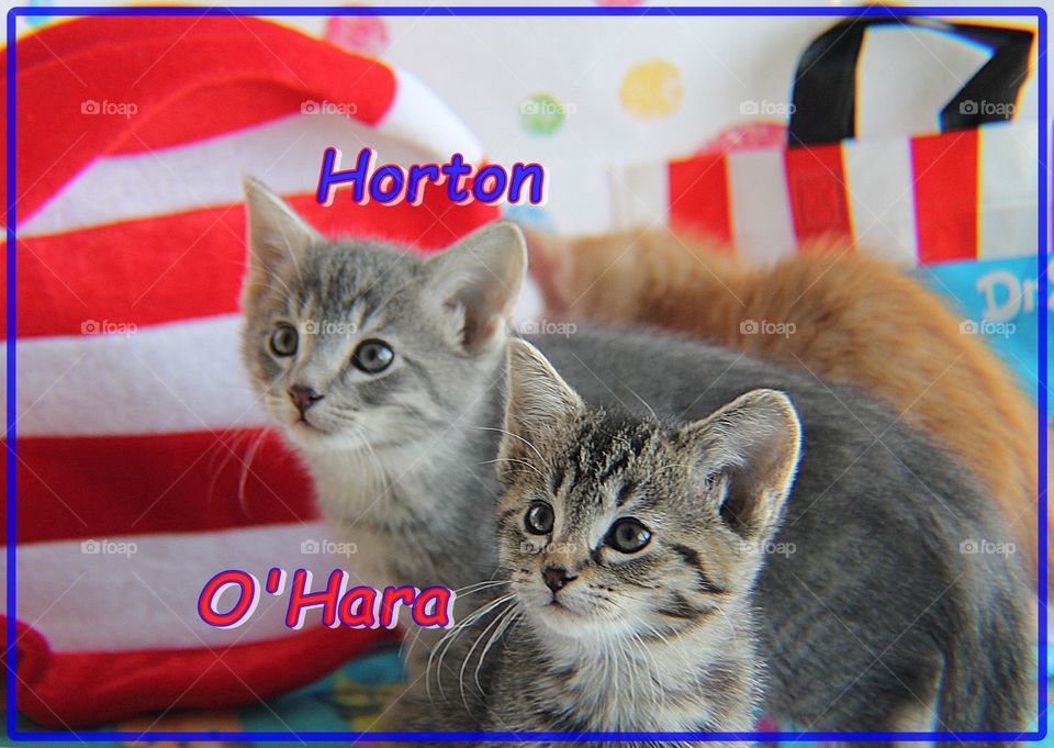 Horton and O'Hara