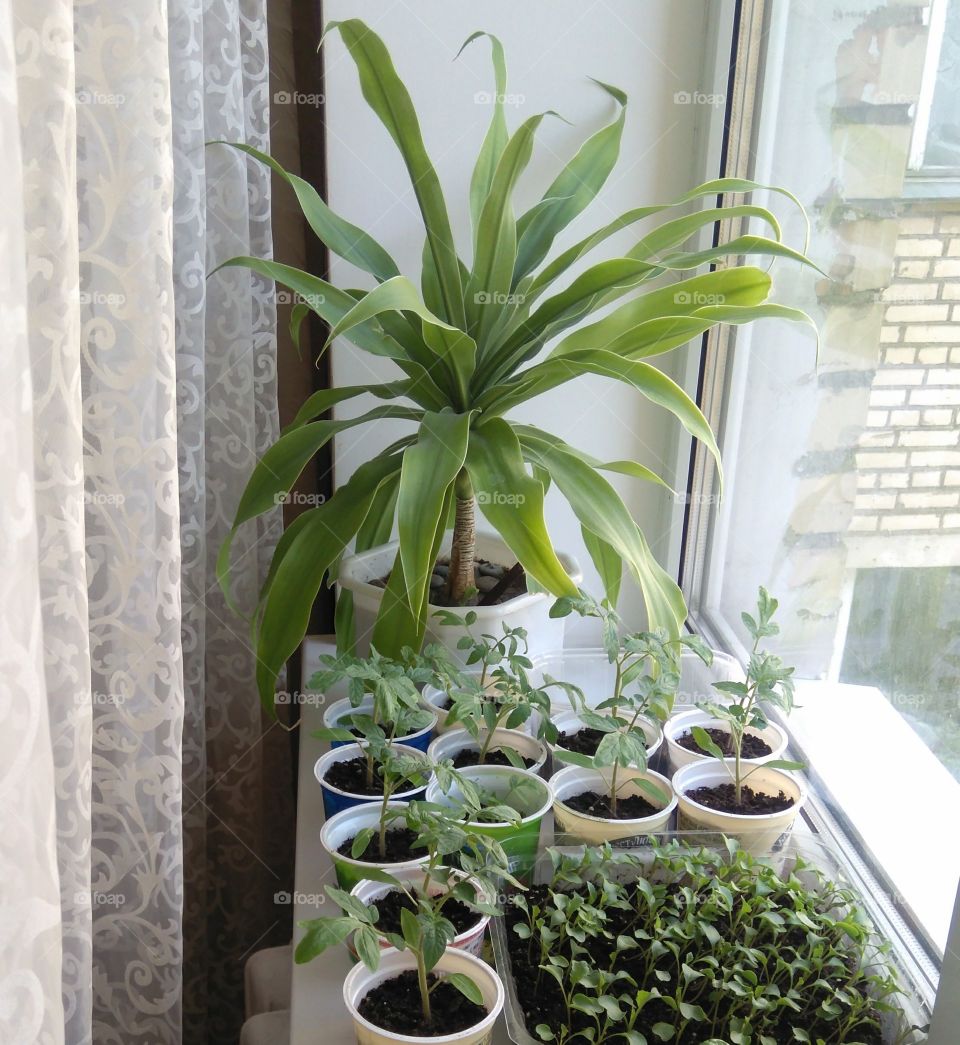 green young sprouts and house plants on a window spring time love gardening