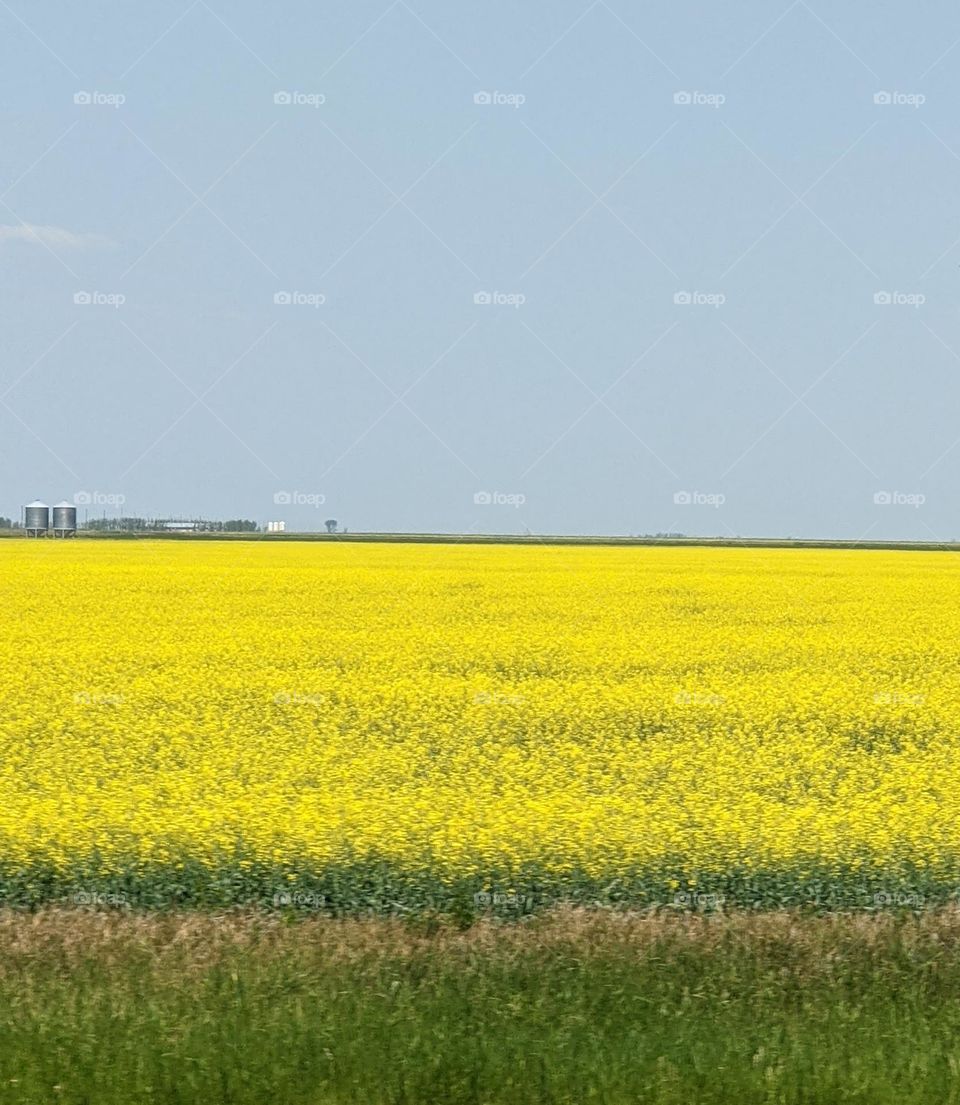 Canola field