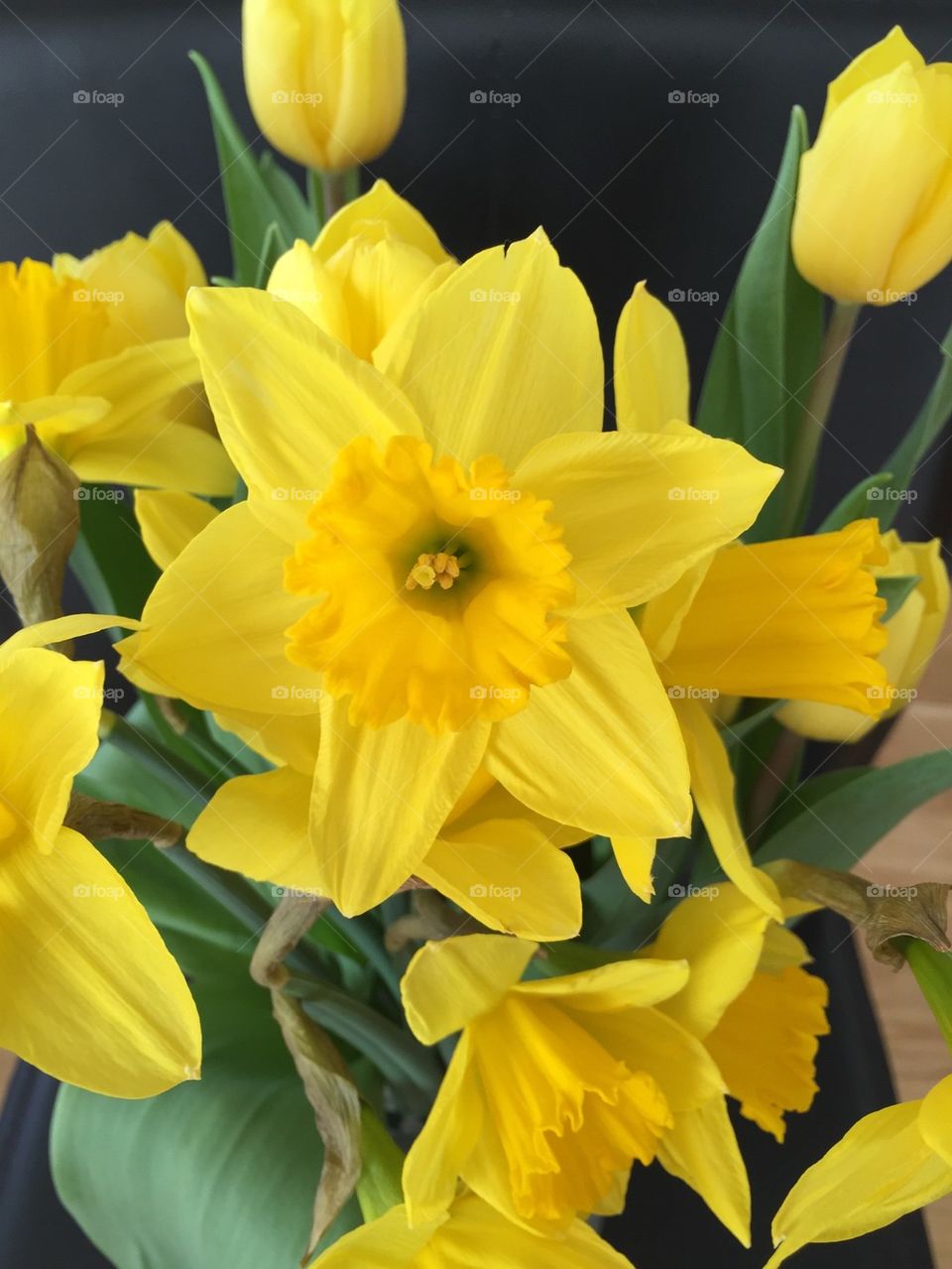 Daffodils