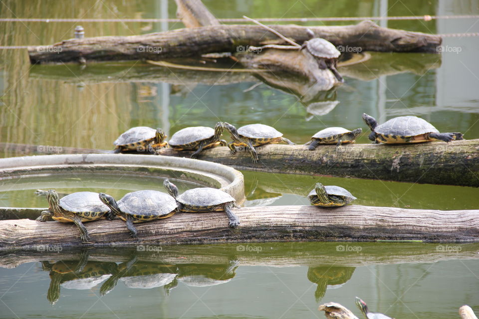 Turtles 