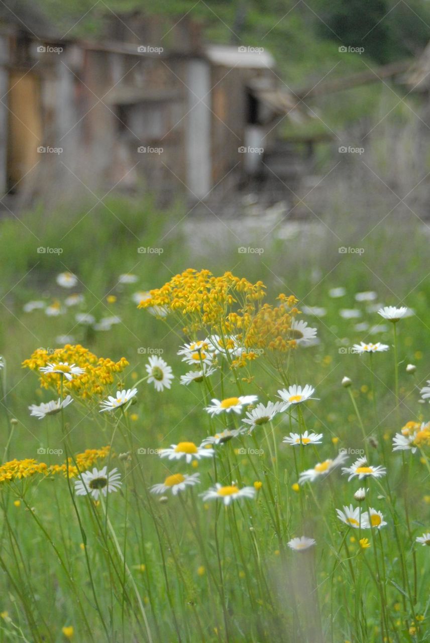 Spring Flowers Field