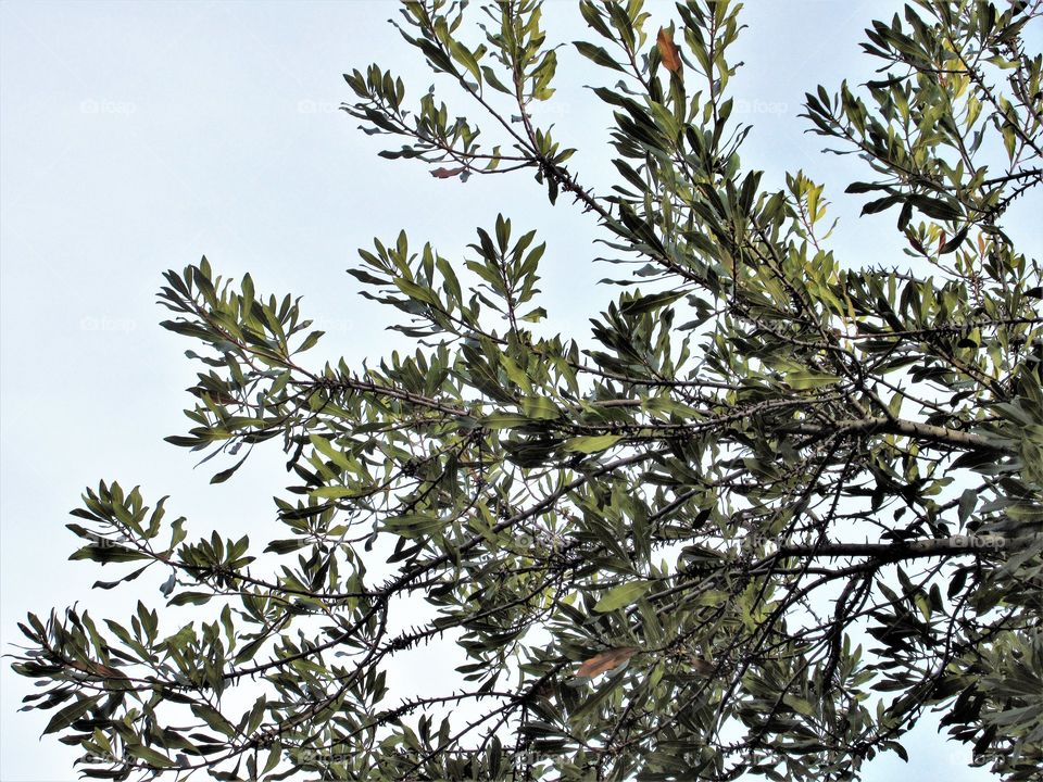 detail of a shrub