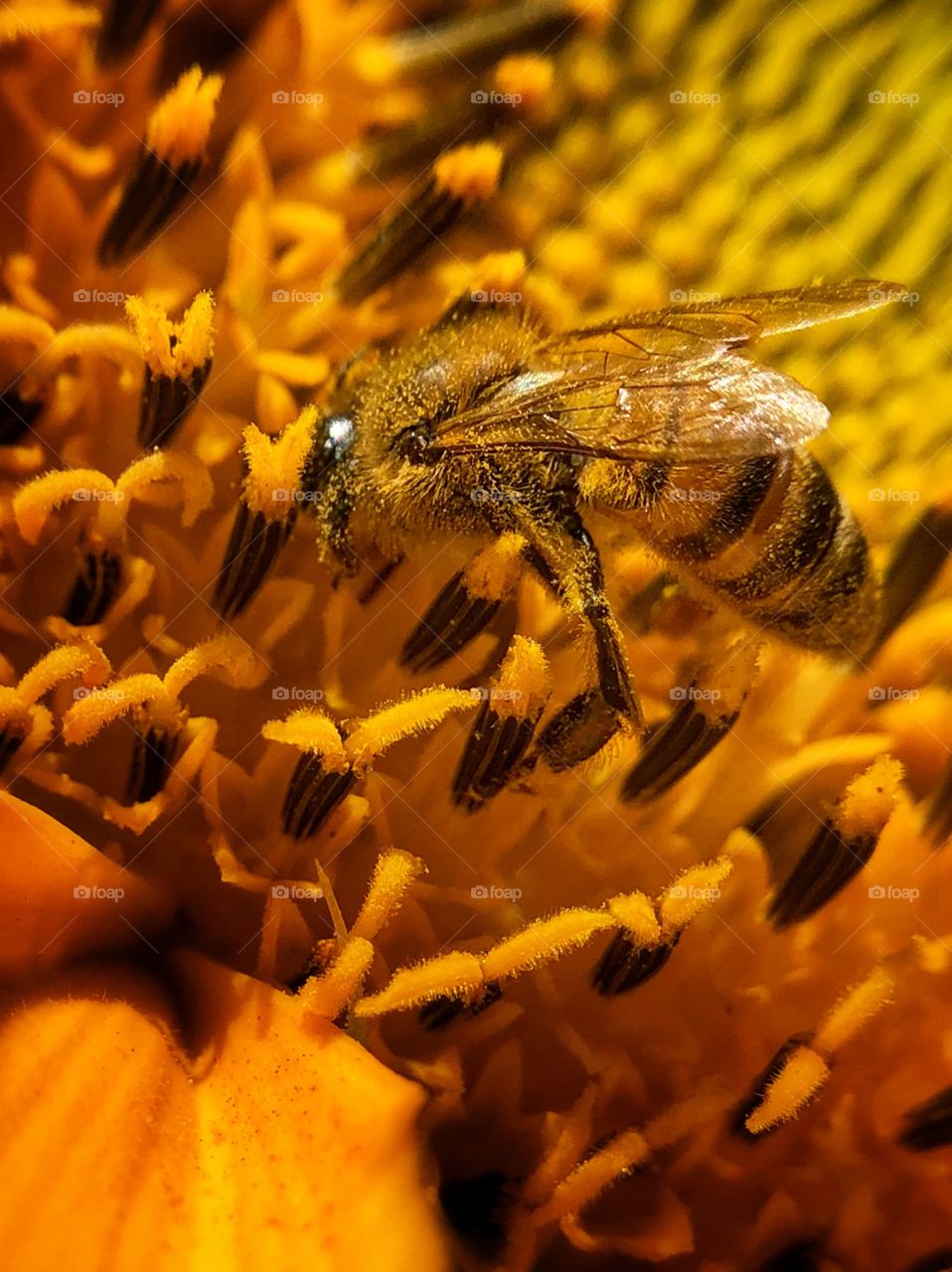 Bright and yellow! That is what we get when we are lucky enough to see a small Bee doing its magical work in a Sunflower. 