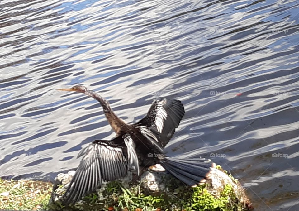 Snakebird or Anhinga, wings spread taking the Sun.