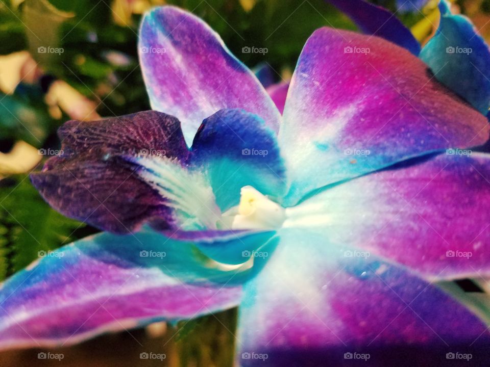 blue orchids