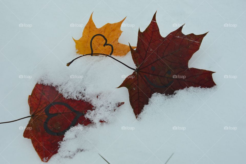Maple leaves at winter