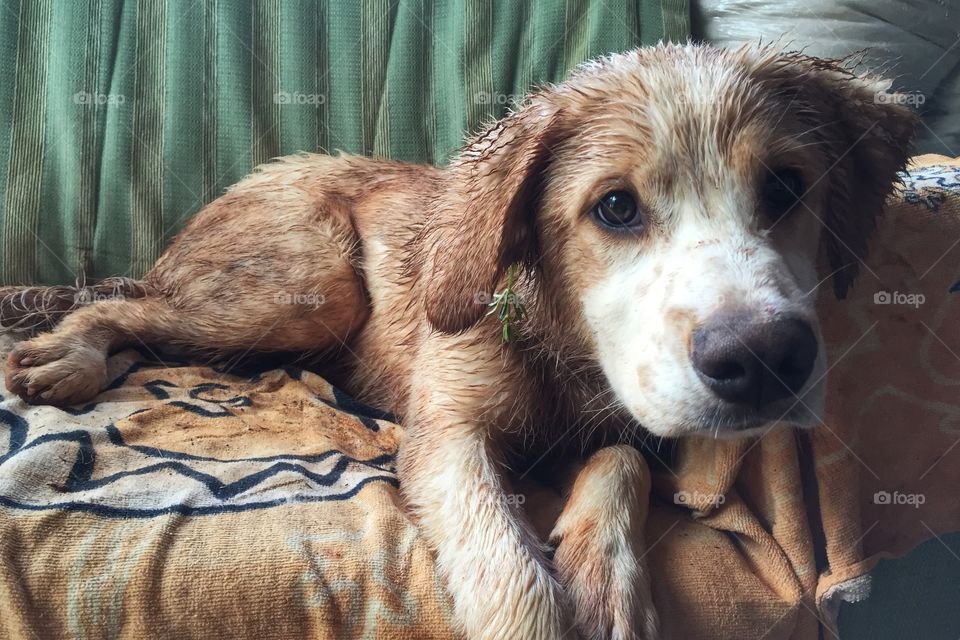 Wet and muddy puppy! 