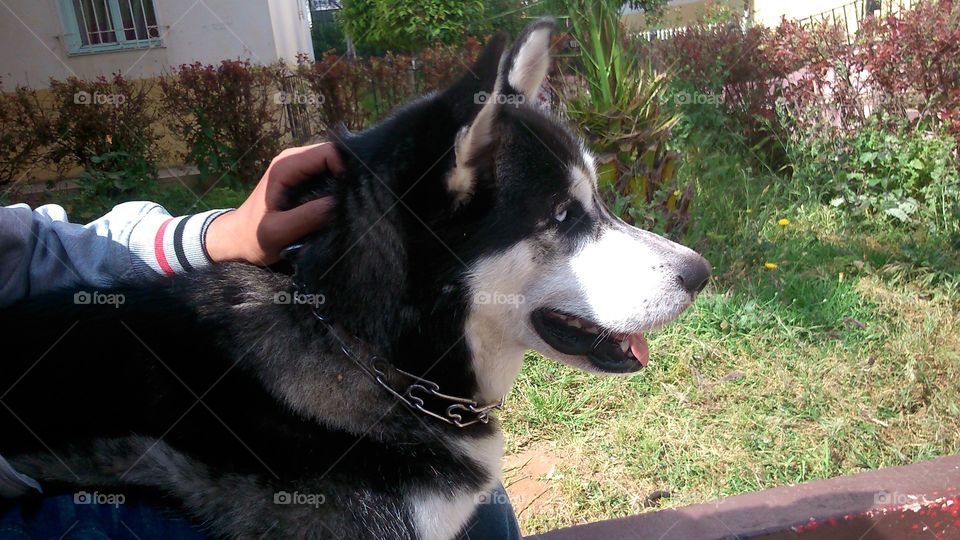Very beautiful husky dog full of energy and love. This dog's name is Snow