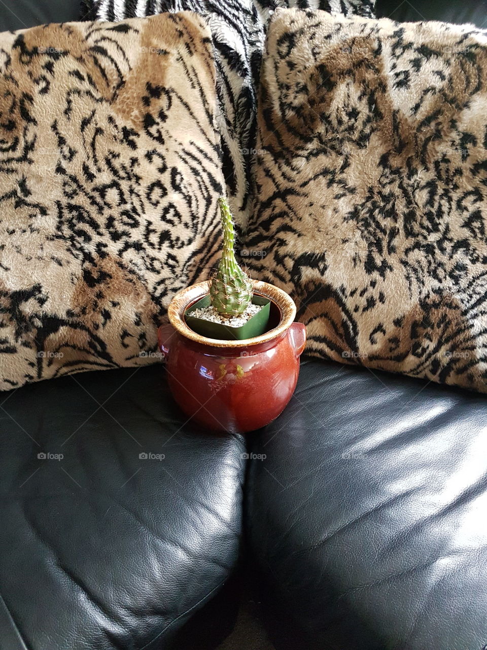 cactus on couch