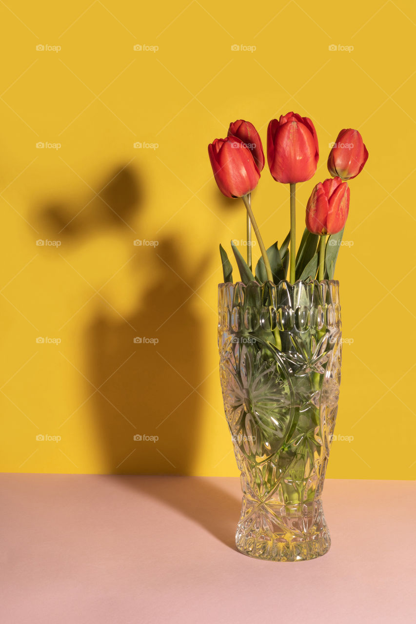 Red tulips in glass vase on dual tone background