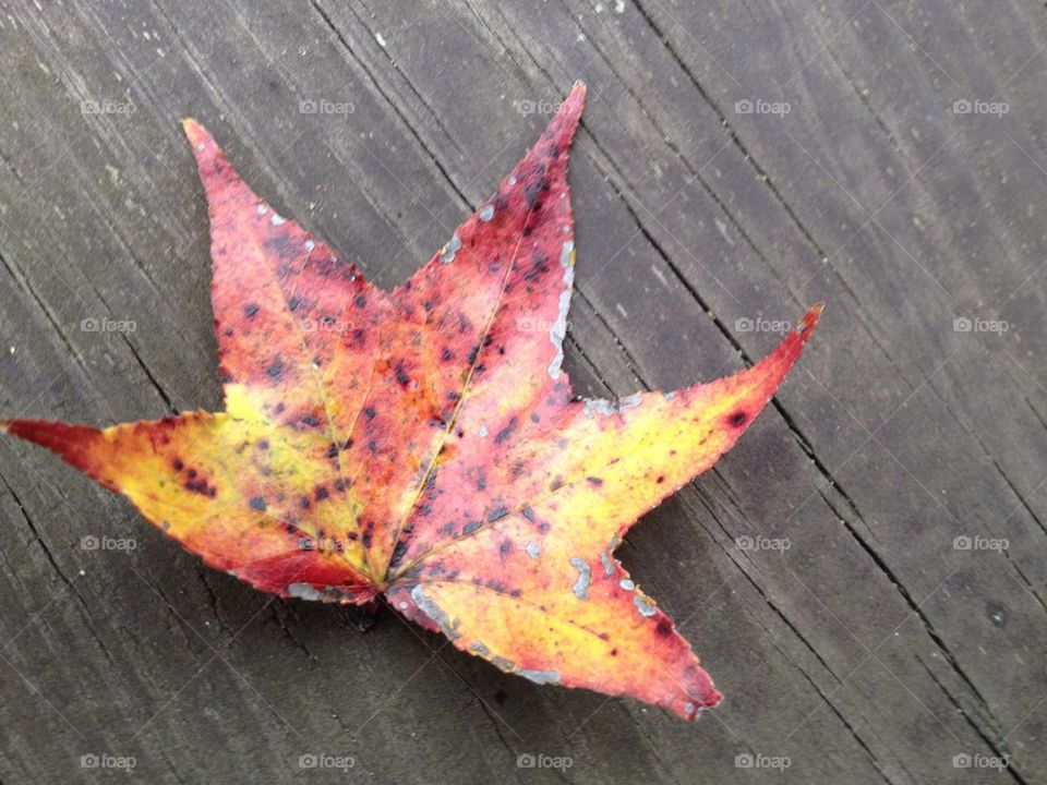 Autumn Leaf