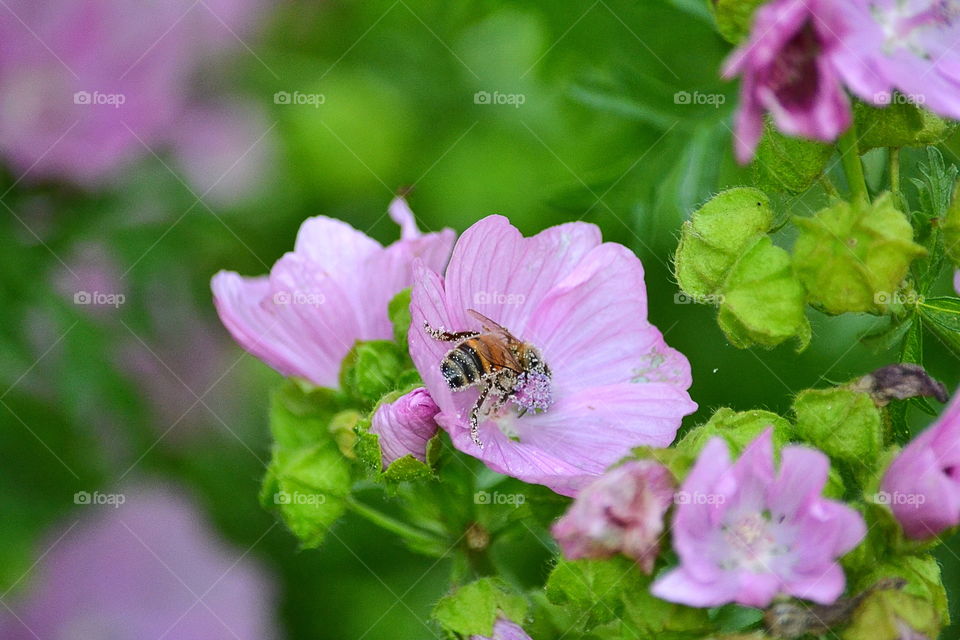 Bee in a flower