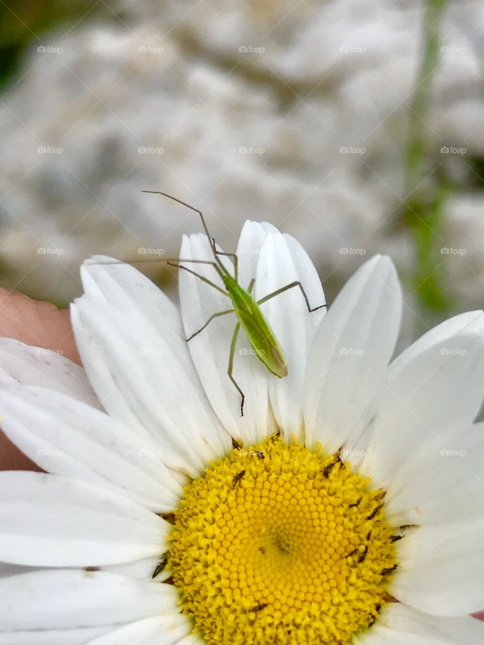 Insects like daisies too