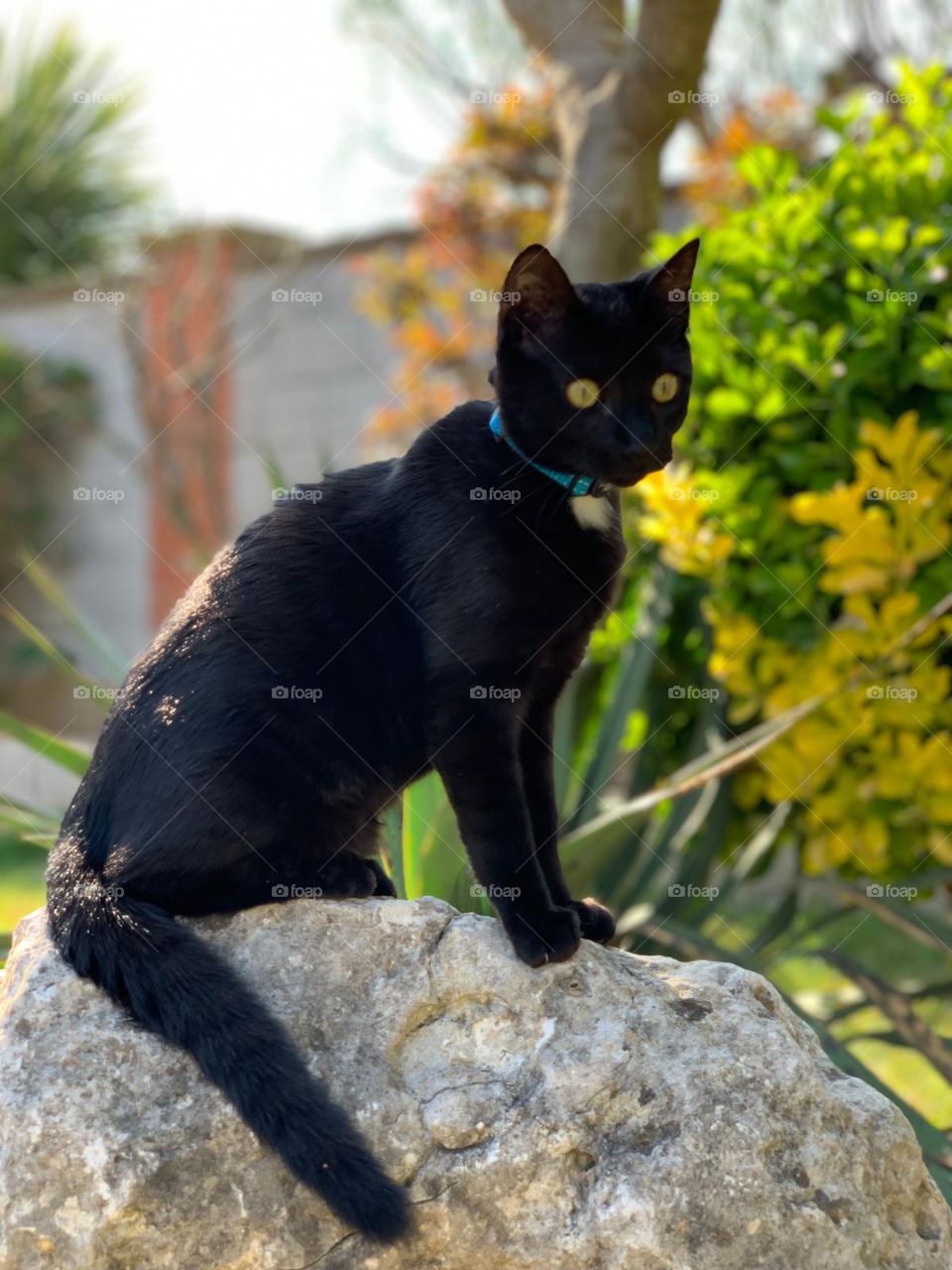 gato negro, buena suerte, disfrutando del jardín. Escalar alto para pasarme sobre una piedra. Color de ojos verdes y con la luz del sol amarillos.