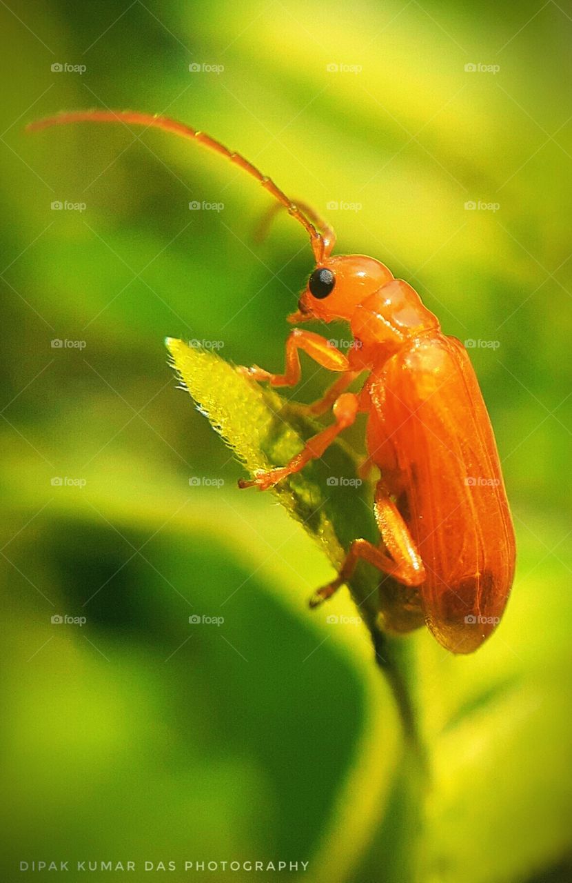 Macro photography photos