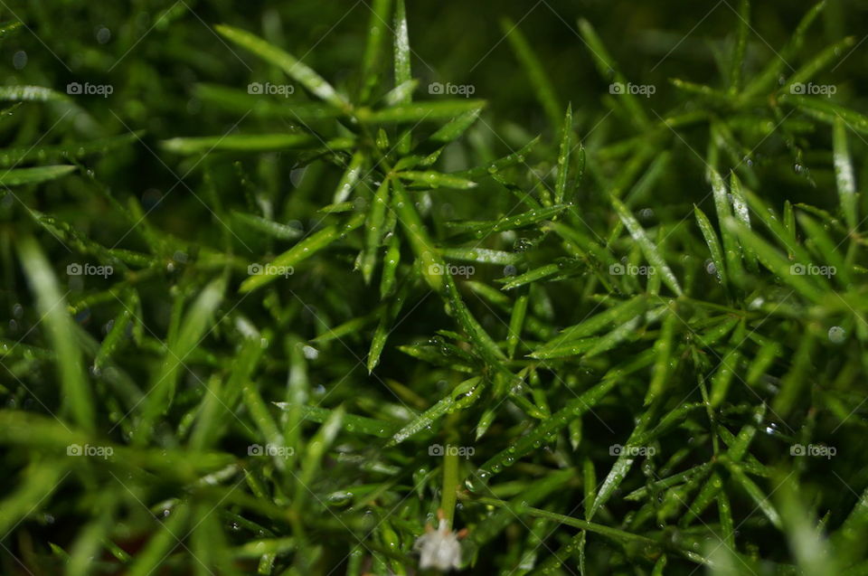 Drops on green