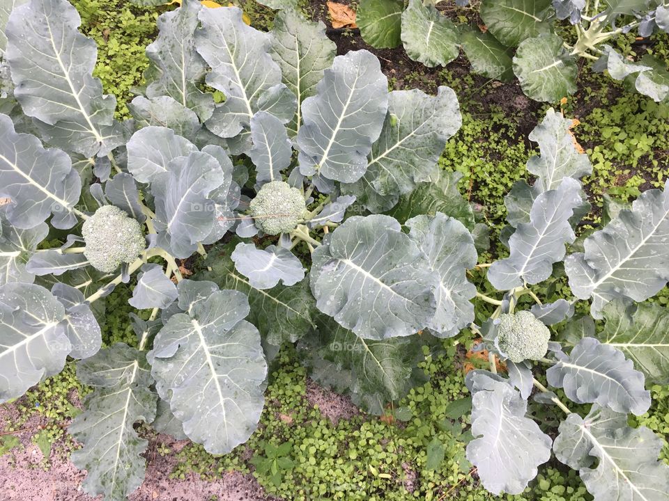 Home Grown Broccoli 