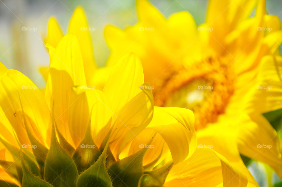 sunny sunflower in ukraine