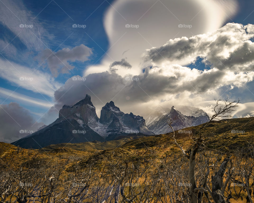 Landscape of burned trees in Torres Del Paine national park in Patagonia