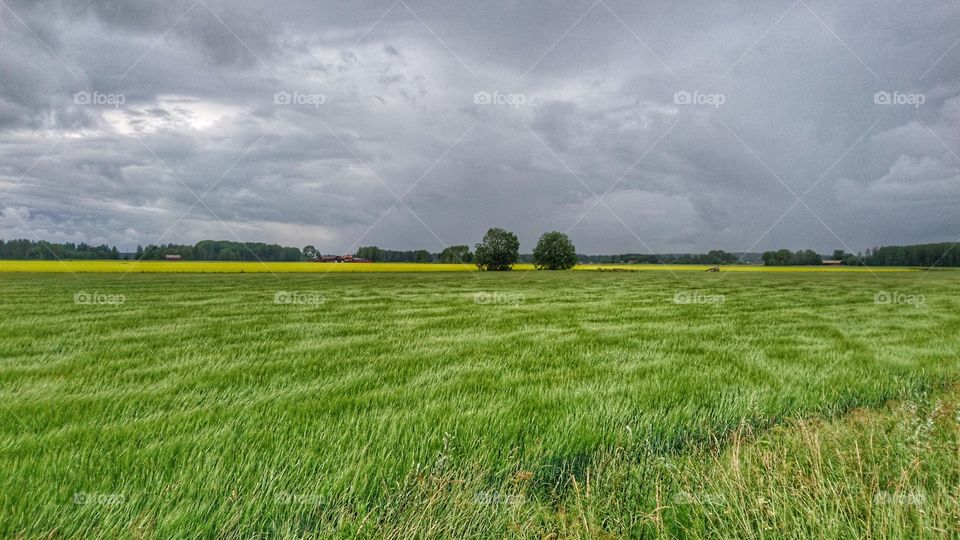 Field on a windy day