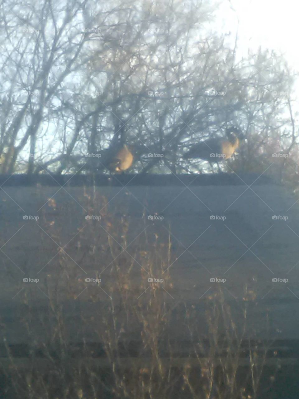 Geese on the rooftop