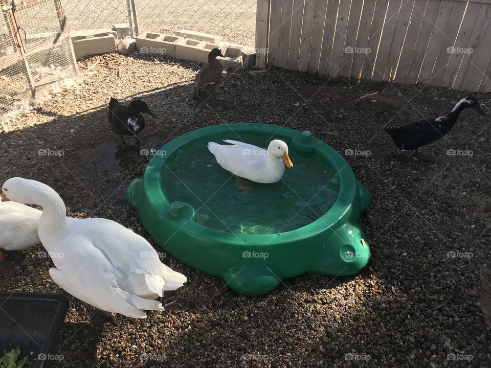 Duck in turtle kiddi pool at the shelter I volunteer at