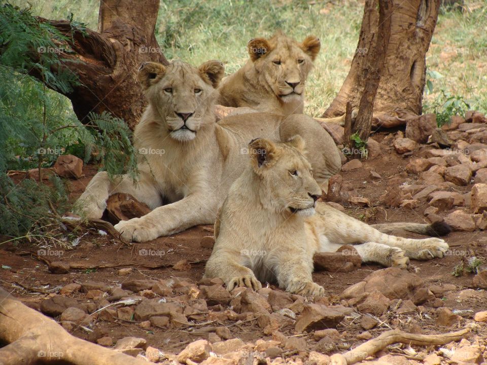 Here is a group of lions resting in the bush of Africa.