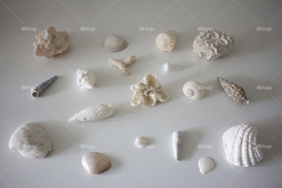 Seashells white background 