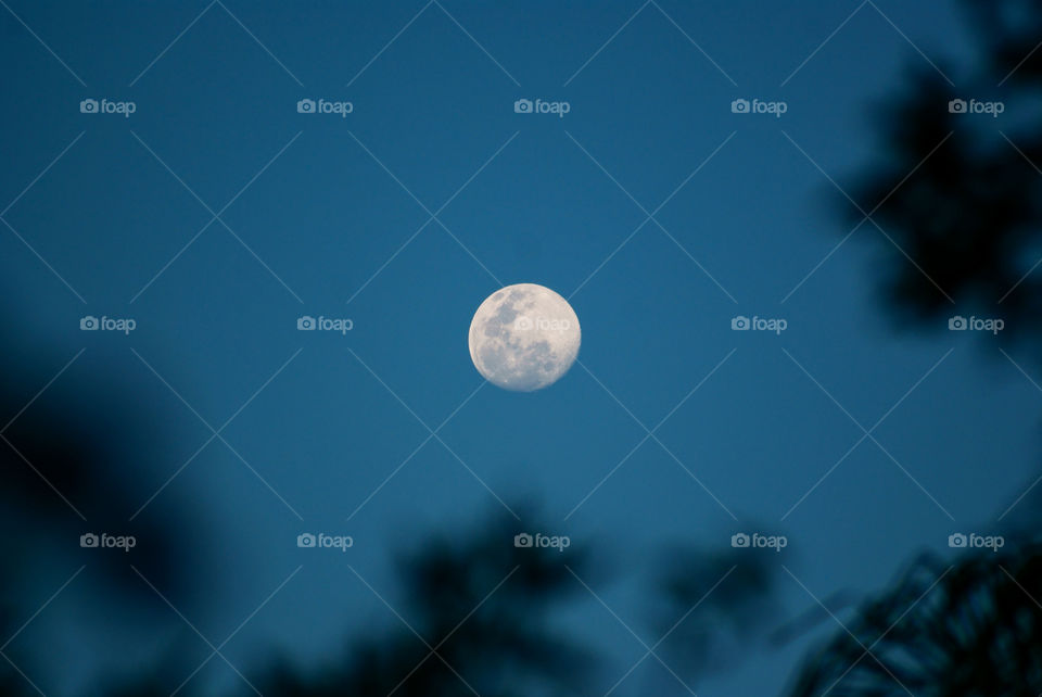 full moon in blue skry with dark branches in the foreground