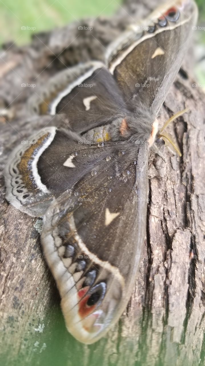 silkmoth on tree trunk