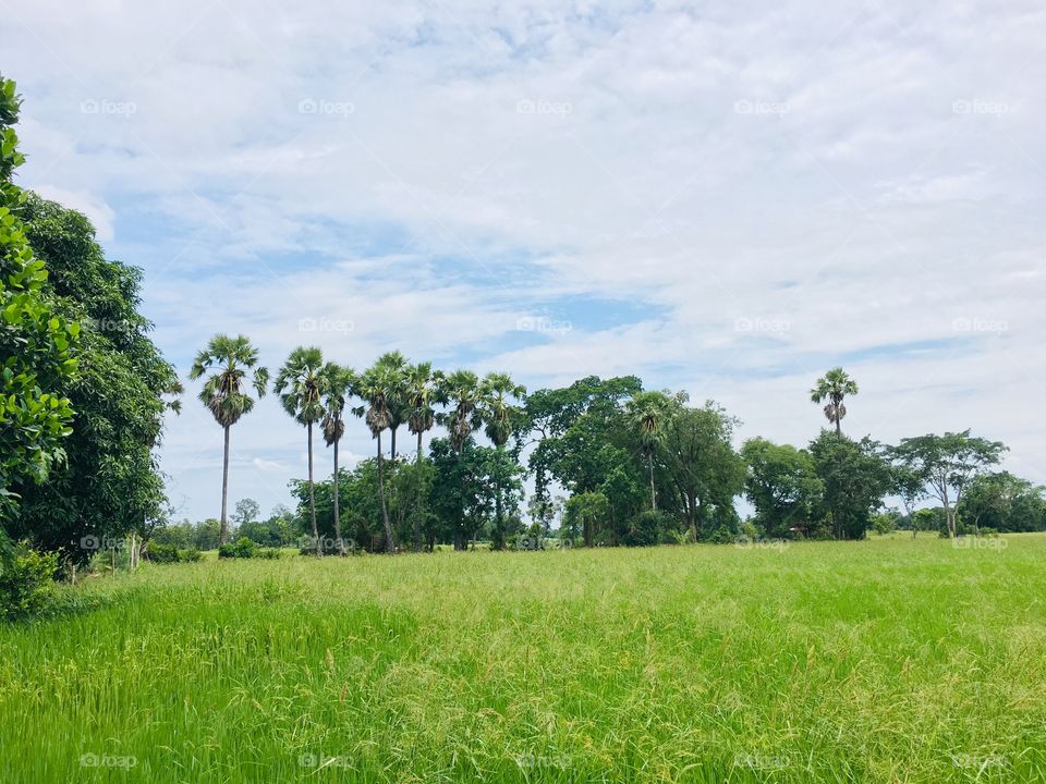 Green rice fields in the midst of palm trees and the sky