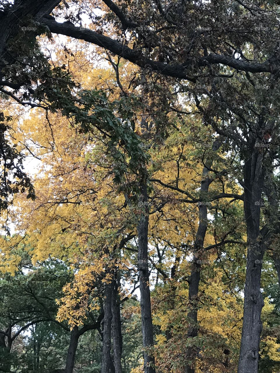 Rainy days and fall color