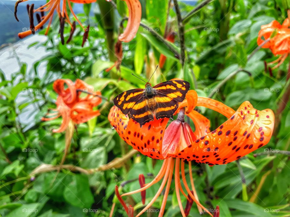 The butterfly and the flower complimenting each other.