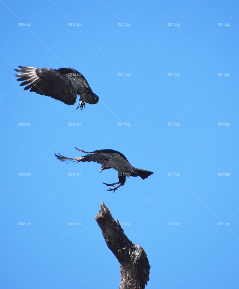 Bowing buzzards