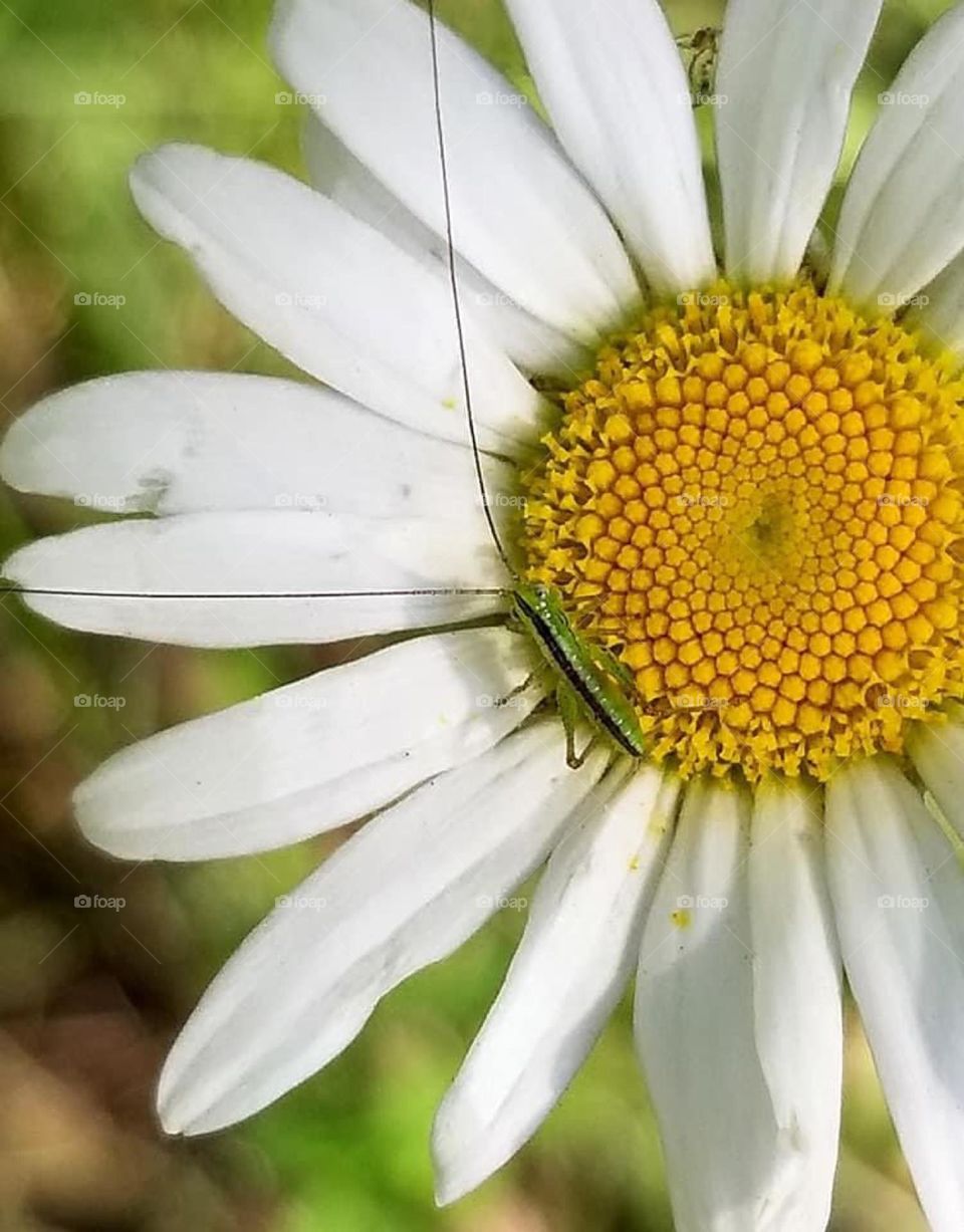At first glance the beautiful white flower catches your eye. Then, bam! What’s that’s green thing on it?! 