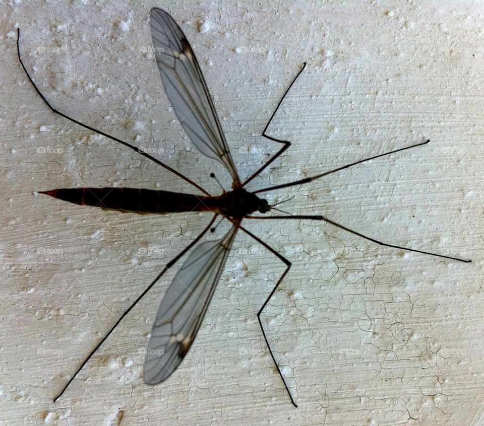 Mosquito