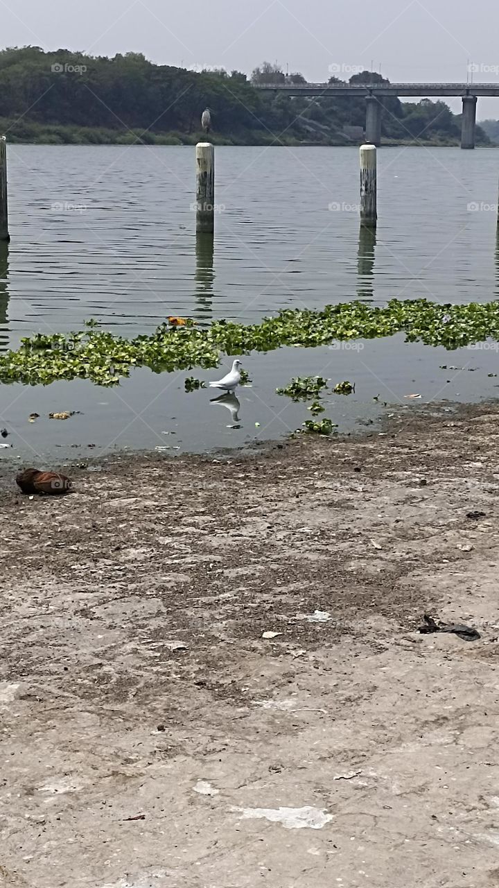 white pigeon  in water sitting and heron sitting on a poll both searching food