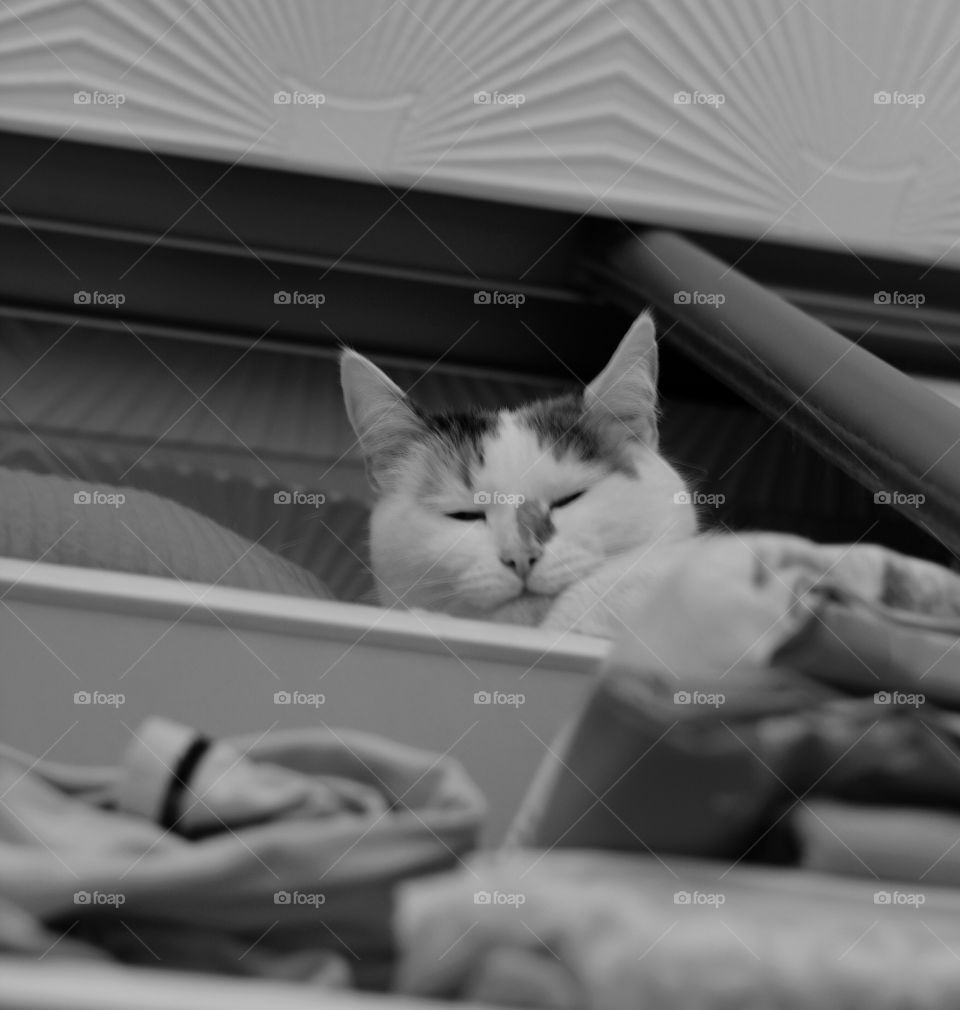 Cat, Sleep, Portrait, Monochrome, Bed