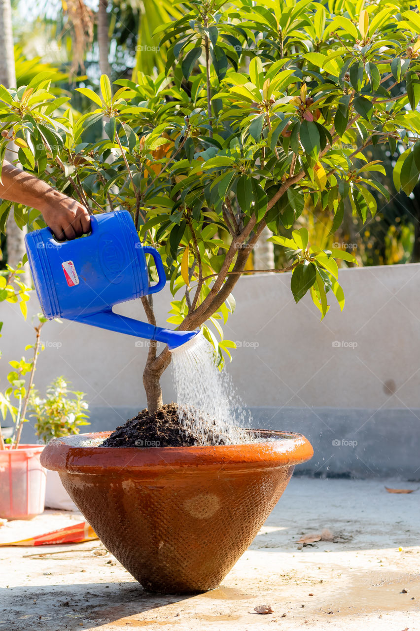 It's my daily routine to take care of my roof garden.