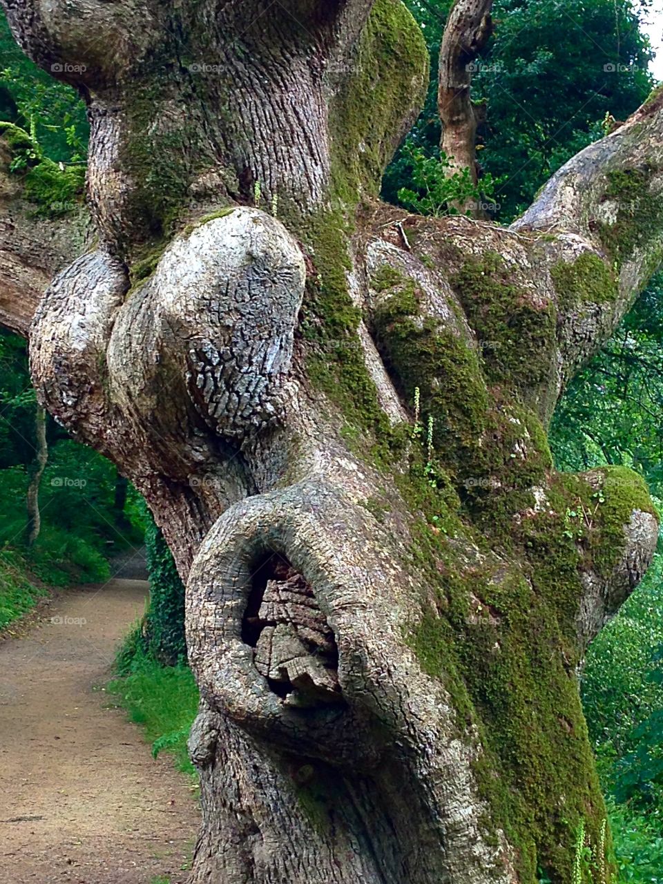Close-up of oak tree