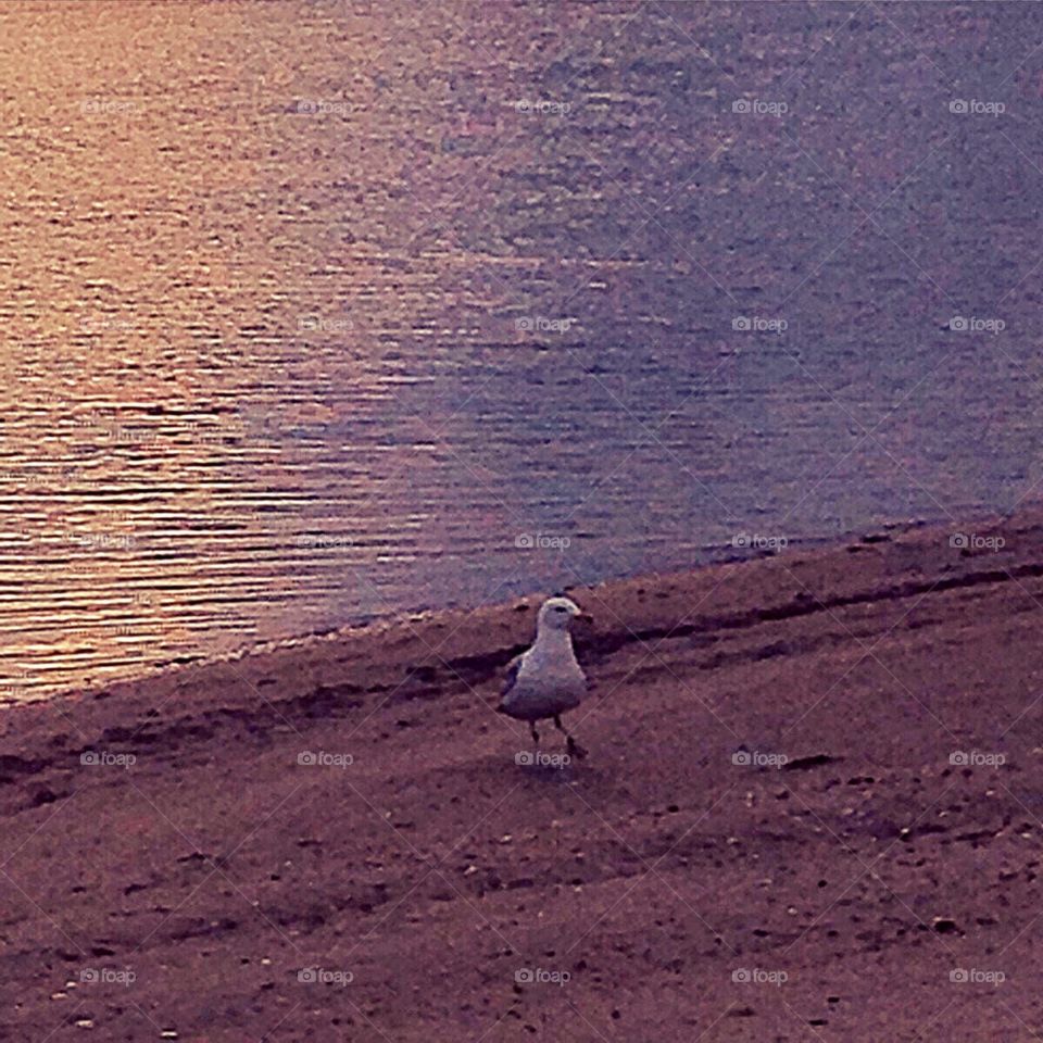 Lonely Gull 