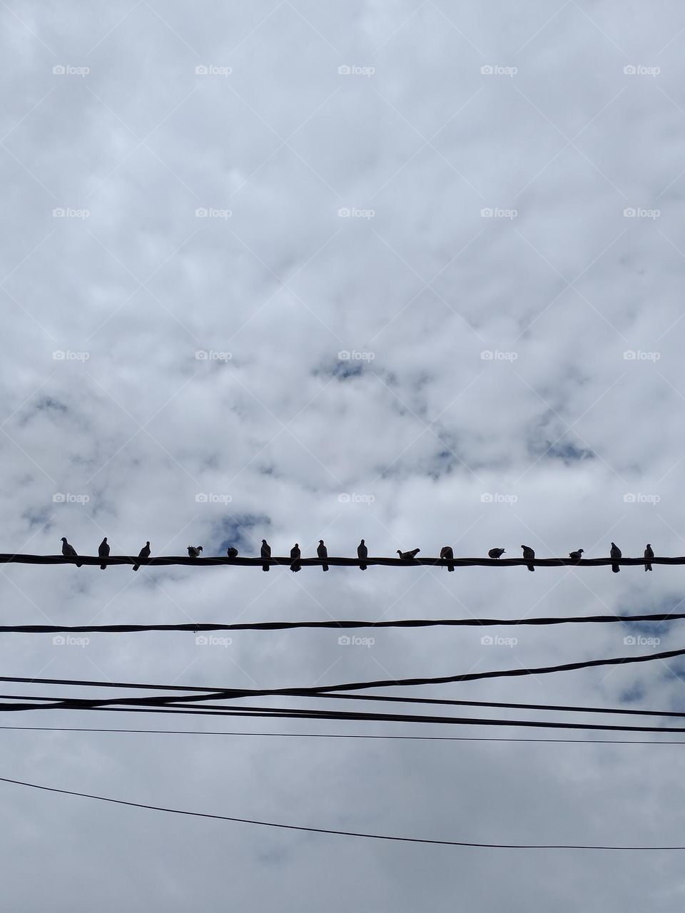 Low angle view a row of birds on wires with white and cloudy skies.